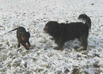 12 Wochen Bibo mit Hollaendischem Hirtenhund Frippe